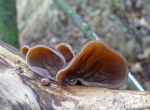 uchovec bazový Auricularia auricula-judae (Bull.) Quél.