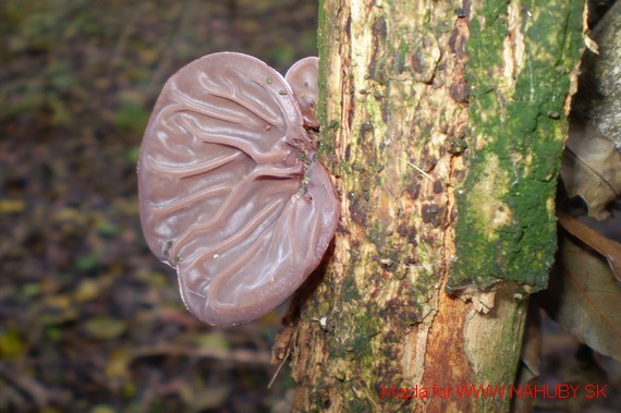 uchovec bazový Auricularia auricula-judae (Bull.) Quél.