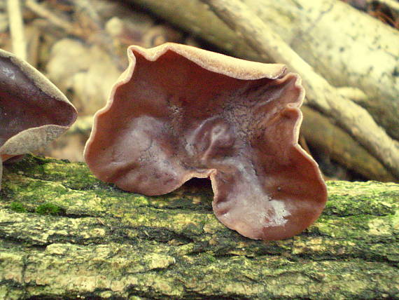 uchovec bazový Auricularia auricula-judae (Bull.) Quél.