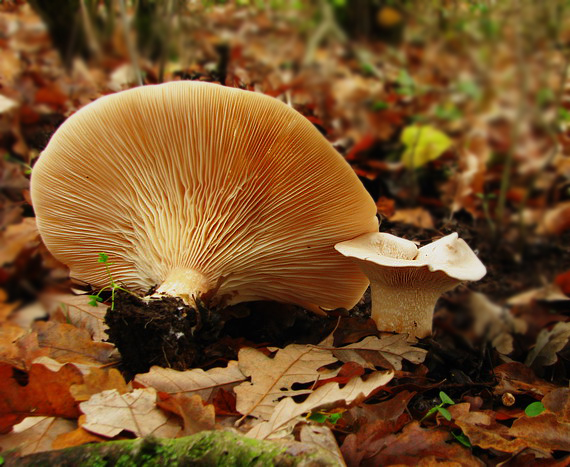 strmuľka obrovská Clitocybe maxima