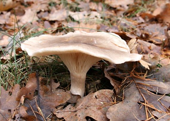 strmuľka inovaťová Clitocybe nebularis (Batsch) P. Kumm.