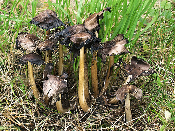 hnojník atramentový Coprinopsis atramentaria (Bull.) Redhead, Vilgalys & Moncalvo