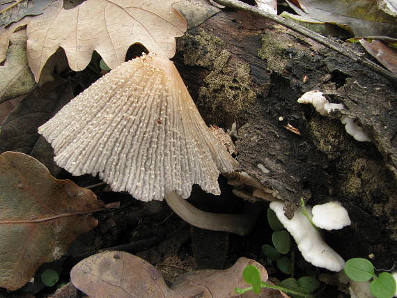 hnojník Coprinus sp.