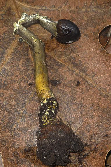 žezlovka veĺkovýtrusná Elaphocordyceps longisegmentum (Ginns) G.H. Sung, J.M. Sung & Spatafora