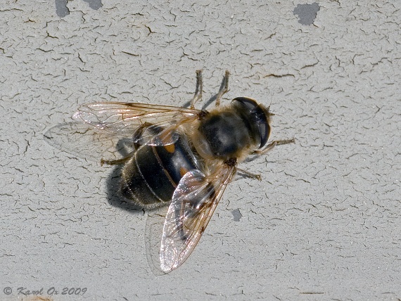 trúdovka obyčajná Eristalis tenax