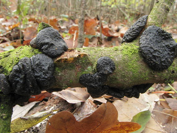 tmavorôsolovec mušľovitý Exidia truncata Fr.