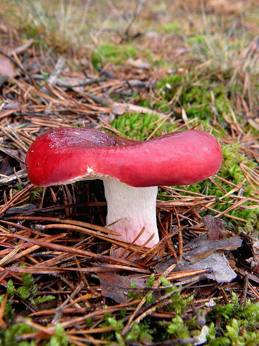 plávka vínovočervená  Russula xerampelina  (Schaeff.) Fr.