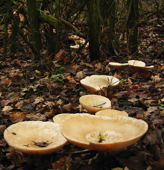 biotop-Strmuľka obrovská