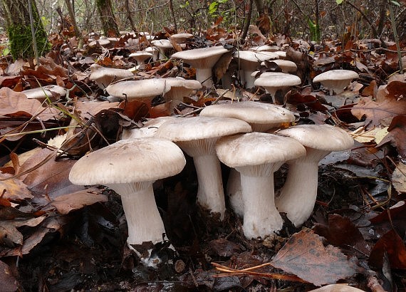 strmuľka inovaťová Clitocybe nebularis (Batsch) P. Kumm.