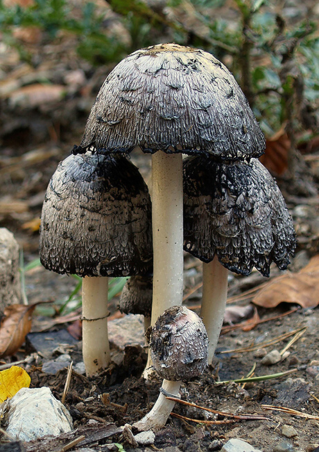 hnojník obyčajný Coprinus comatus (O.F. Müll.) Pers.