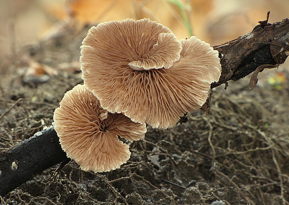 pahliva Crepidotus sp.