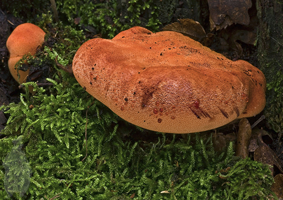 pečeňovec dubový Fistulina hepatica (Schaeff.) With.