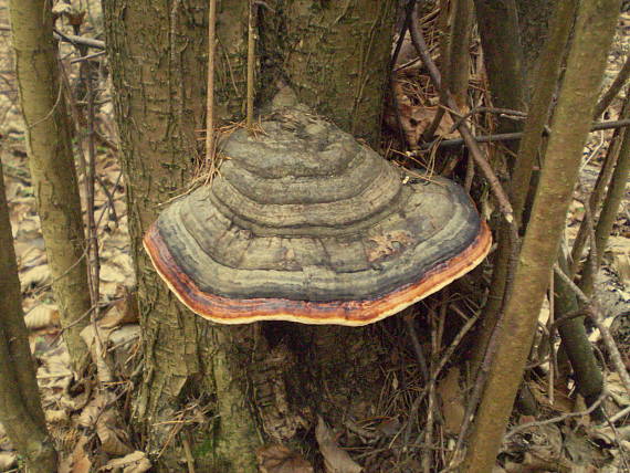 práchnovček pásikavý Fomitopsis pinicola (Sw.) P. Karst.