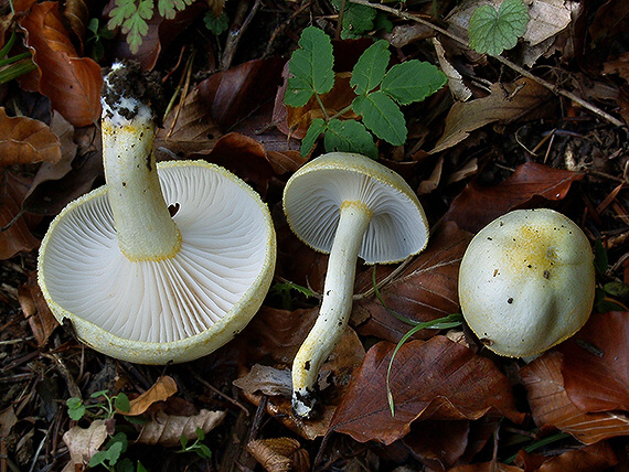 šťavnačka žltovločkatá Hygrophorus chrysodon (Batsch) Fr.