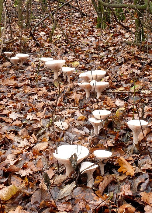 strmuľka veľká Infundibulicybe geotropa (Bull.) Harmaja