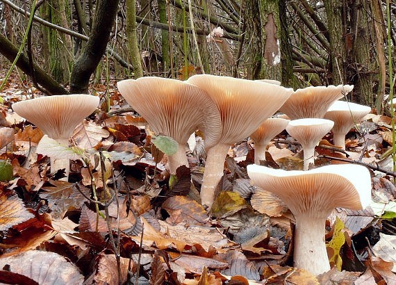 strmuľka veľká Infundibulicybe geotropa (Bull.) Harmaja