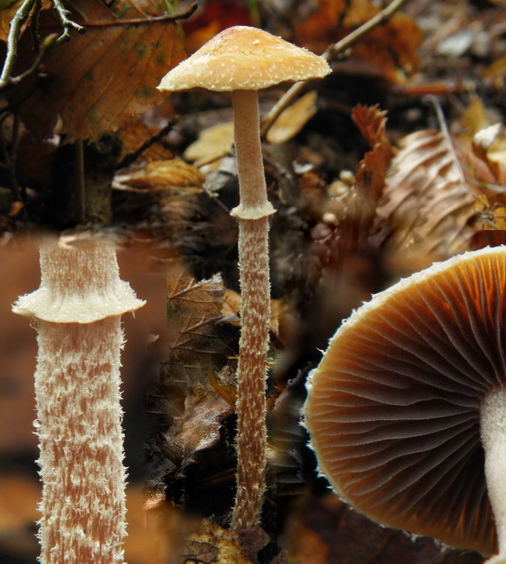 golierovka šupinkatá Leratiomyces squamosus var. squamosus (Pers.) Bridge & Spooner