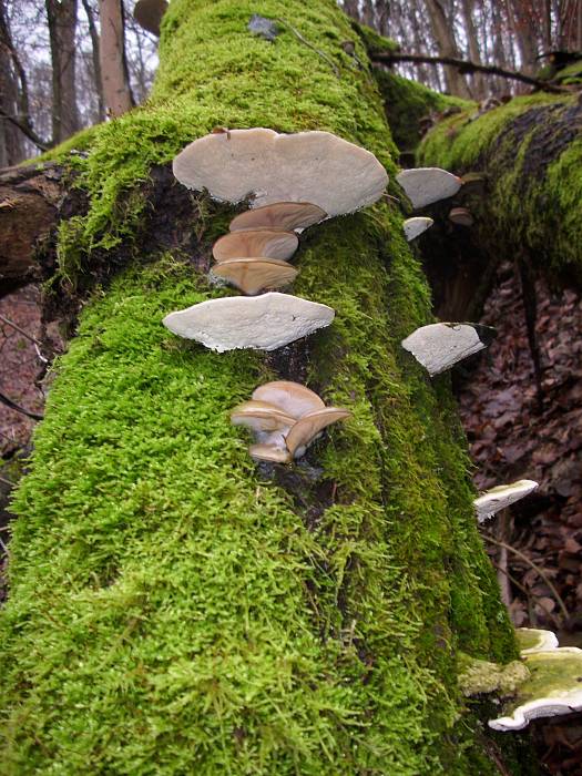 pňovka neskorá Sarcomyxa serotina (Pers.) P. Karst.