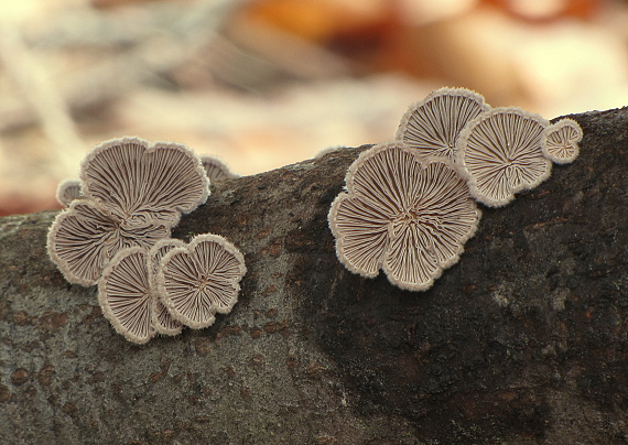 klanolupeňovka obyčajná Schizophyllum commune Fr.