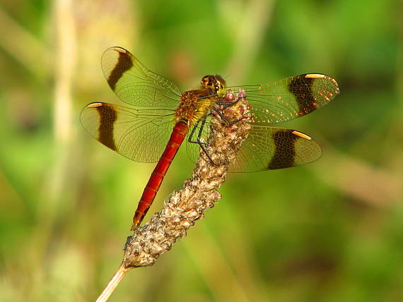 vážka pásavá - Vážka podhorní Sympetrum pedemontanum