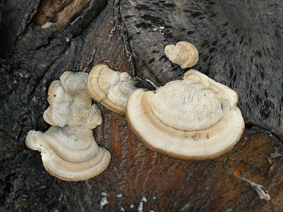 trúdnikovec chlpatý Trametes hirsuta (Wulfen) Lloyd