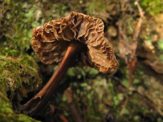 bazídiové huby Basidiomycota div.