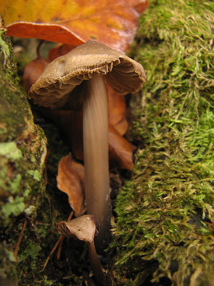 bazídiové huby Basidiomycota div.