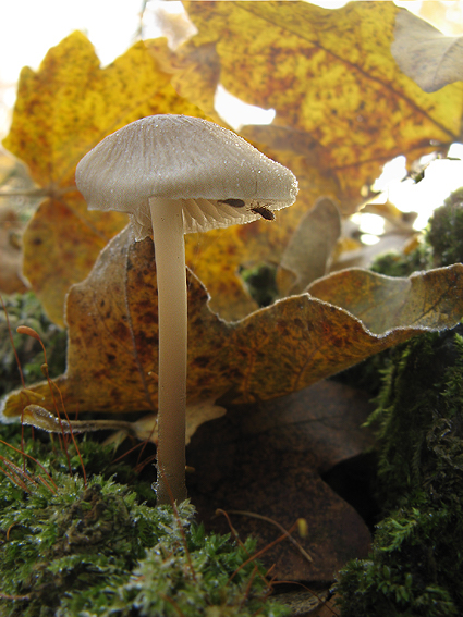 bazídiové huby Basidiomycota div.