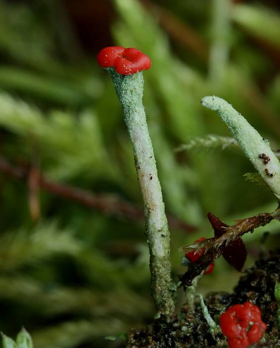 dutohlávka červenoplodá Cladonia macilenta Hoffm.