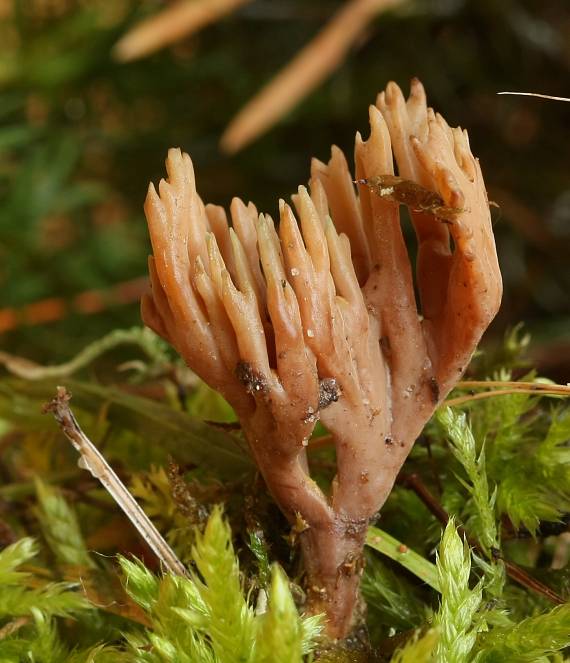 konárovka popolavá? Clavulina cinerea?