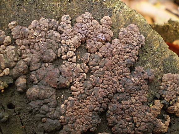 drevovček bukový  Hypoxylon fragiforme (Pers.) J. Kickx f.