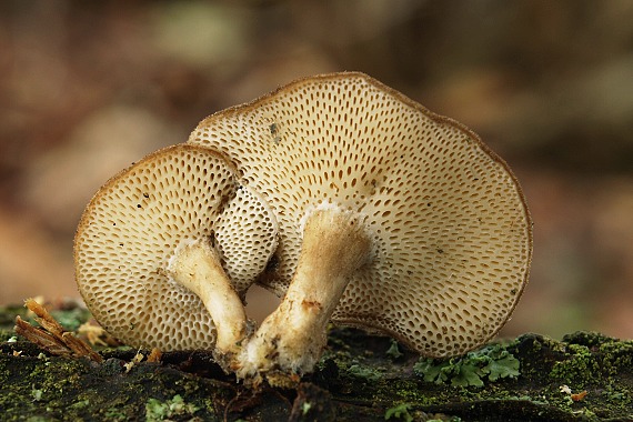 trúdnik plástovitý Lentinus arcularius (Batsch) Zmitr.