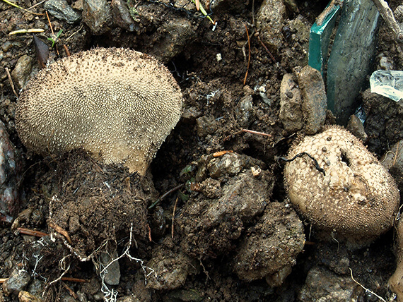 prášnica bradavičnatá černastá Lycoperdon nigrescens Wahlenb.