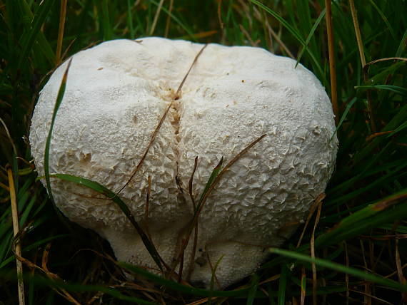 rozpadavec dlabaný Lycoperdon utriforme Bull.