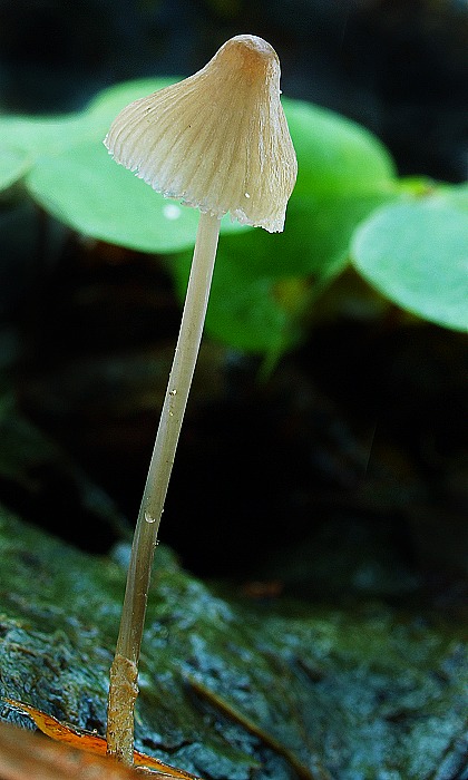 prilbička Mycena sp.