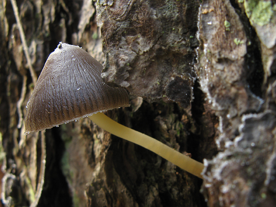 prilbička Mycena sp.