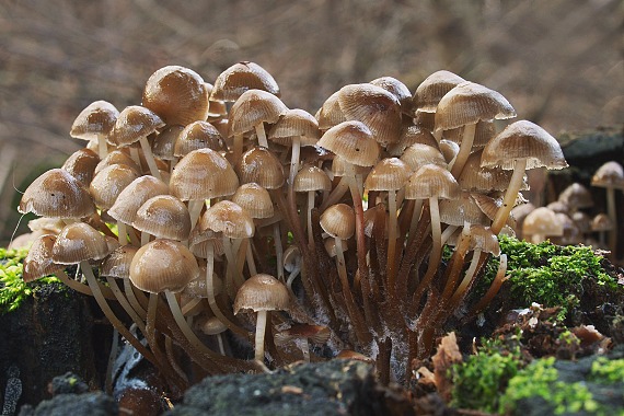 prilbička hnedosivá Mycena tintinnabulum (Paulet) Quél.