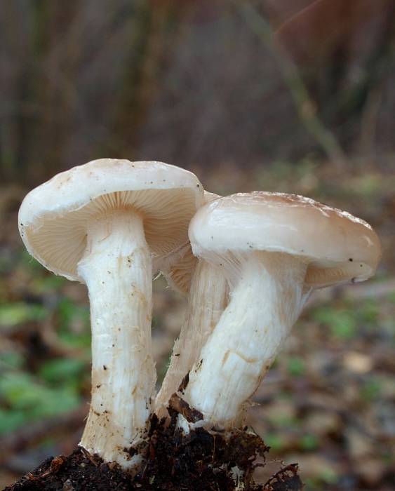 šupinovka hlinovookrová Pholiota lenta (Pers.) Singer