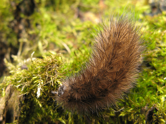 spriadač štiavcový Phragmatobia fuliginosa