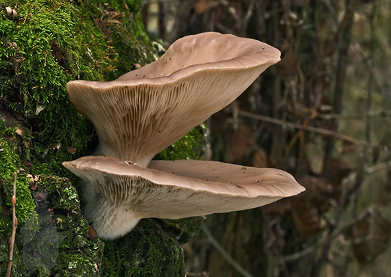 hliva ustricovitá Pleurotus ostreatus (Jacq.) P. Kumm.