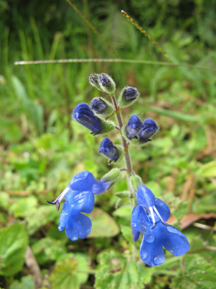 šišak Scutellaria sp.