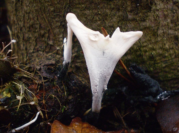 drevnatec parohatý Xylaria hypoxylon (L.) Grev.