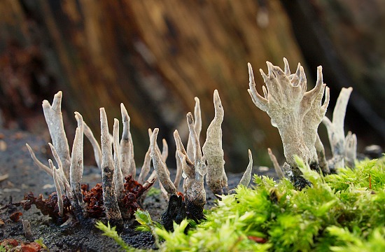 drevnatec parohatý Xylaria hypoxylon (L.) Grev.