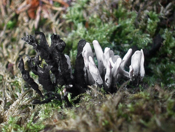 drevnatec parohatý Xylaria hypoxylon (L.) Grev.