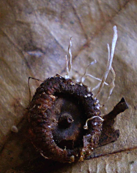 neidentifikovaná dřevnatka Xylaria sp.