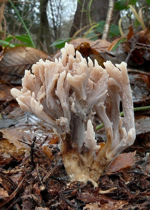 konárovka popolavá Clavulina cinerea (Bull.) J. Schröt.