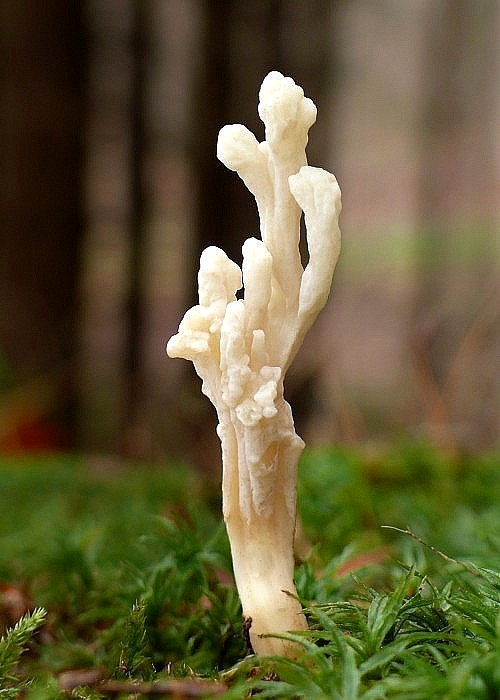 konárovka vráskavá Clavulina rugosa (Bull.) J. Schröt.