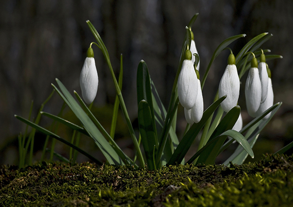 snežienka jarná Galanthus nivalis L.