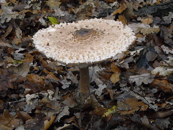 bedľa vysoká Macrolepiota procera (Scop.) Singer