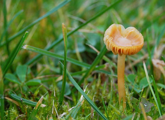 špička obecná (travní) Marasmius oreades (Bolton) Fr.